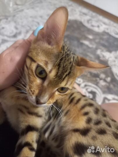 Бенгальская кошка