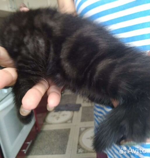 Британские котята