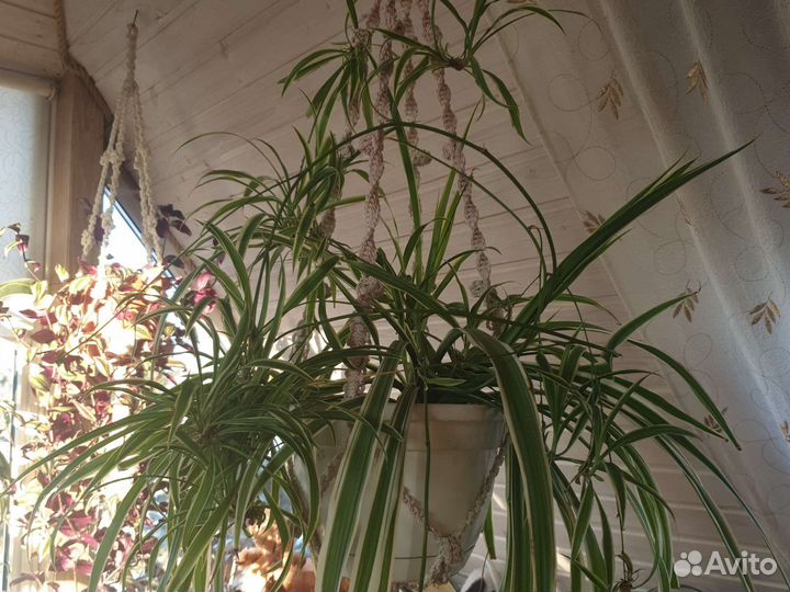 Хлорофитум