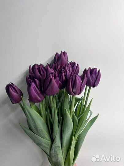 Тюльпаны теплица Нижневартовск