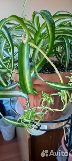 Хлорофитум кудрявый и сансевиерия
