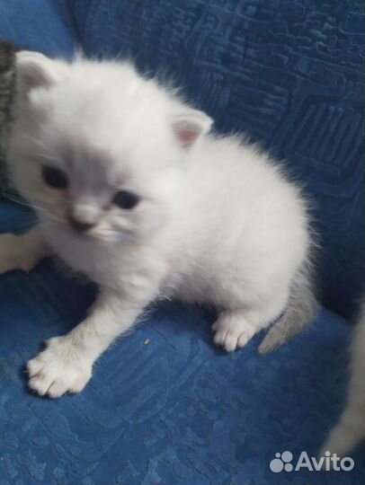 Отдам котенка в добрые руки