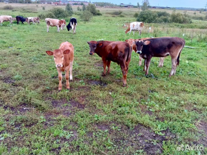 Коровы-Тёлки