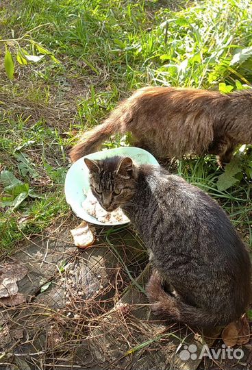 Кошки в добрые руки