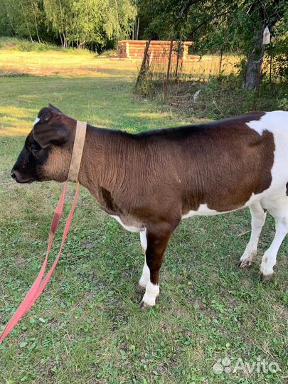 Теленок девочка