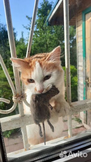 Кошки в добрые руки