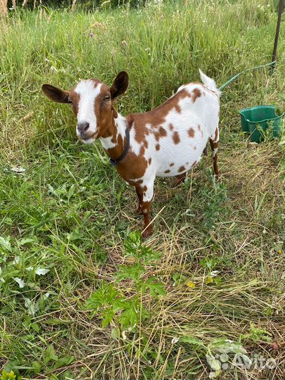 Камерунские козы дойные и козы