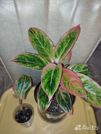 Аглоанема Амели