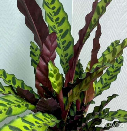 Эффектные декоративно-листные комнатные растения