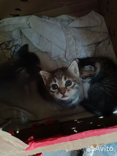 Котята в дар