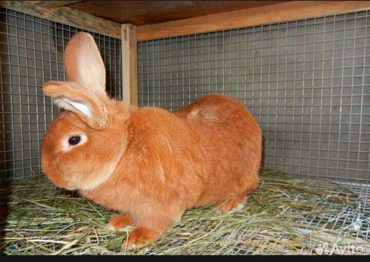 Кролики