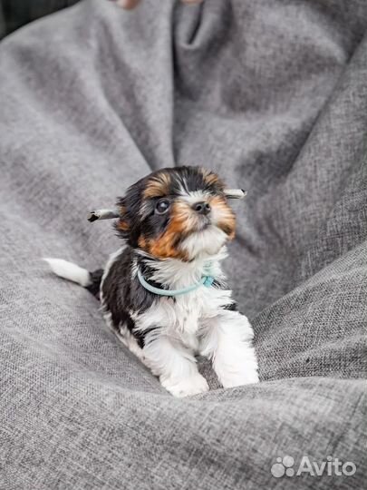 Щенки Бивера Терьера резерв на сентябрь