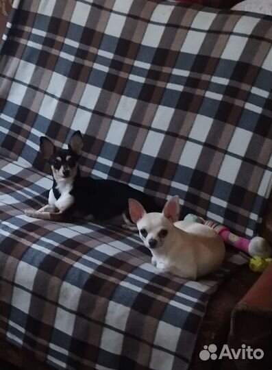 Бронь щенков