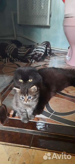 Котенок шотладский
