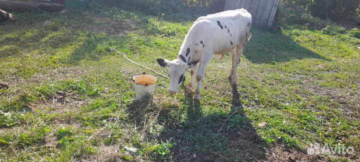 Домашние животные