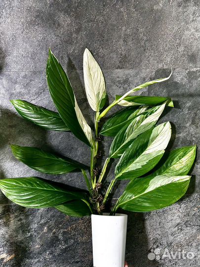 Сциндапсус Perakensis albo variegated