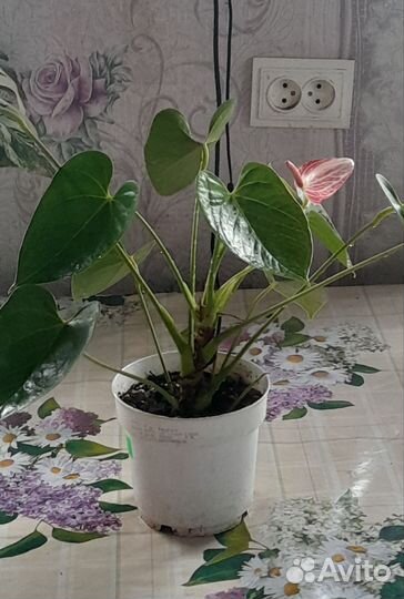 Антуриум Ливиум Рубин