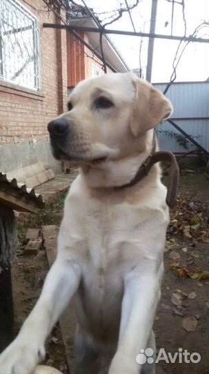 Лабрадор вязка