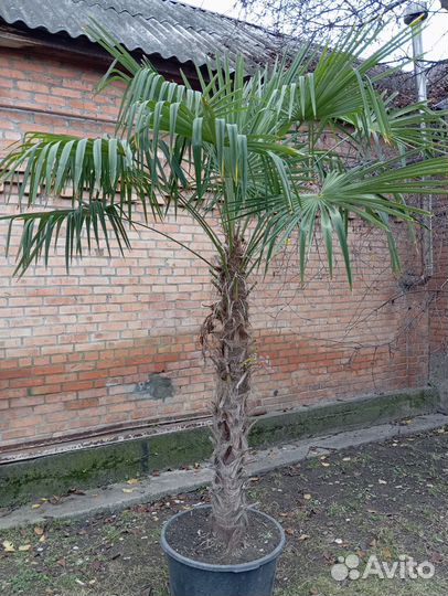 Пальма трахикарпус