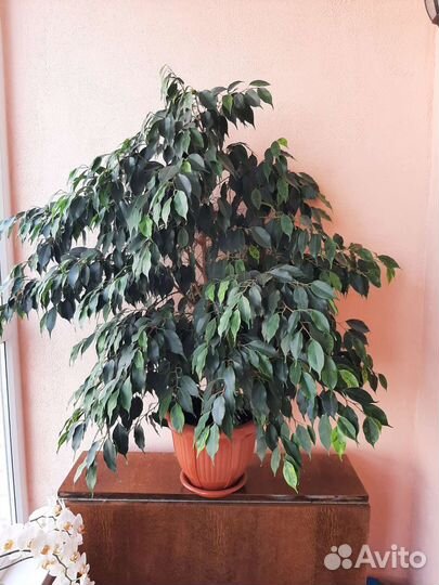 Фикус бенджамина