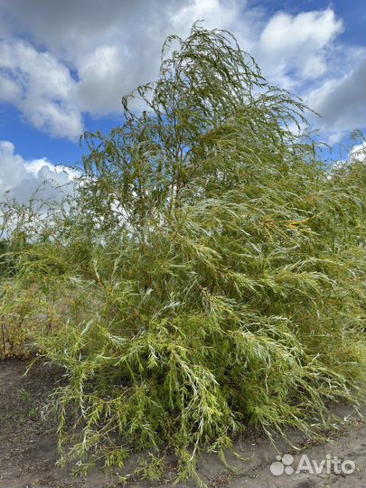 Ива, ирга, черноплодка, барбарис