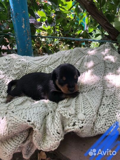 Щенки цвергпинчера