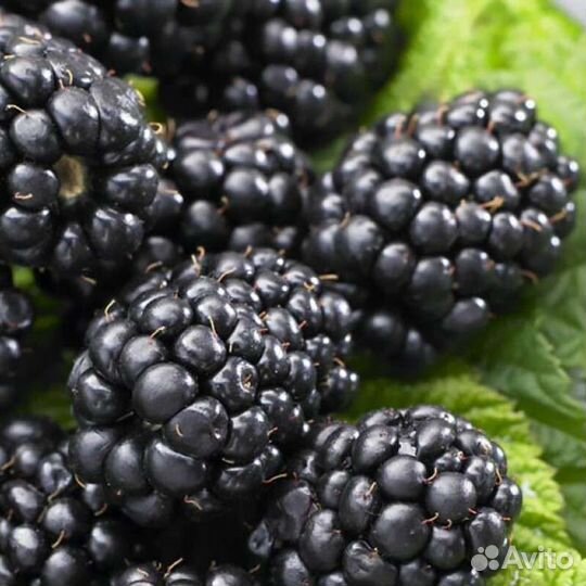 Саженцы Крыжовника