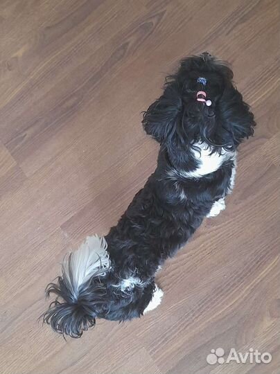 Бивер йорк мальчик(вязка)