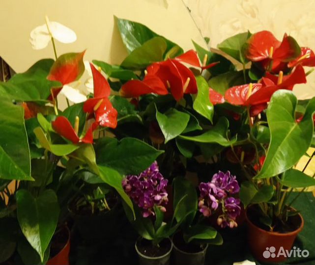 Комнатные цветы от100-2000