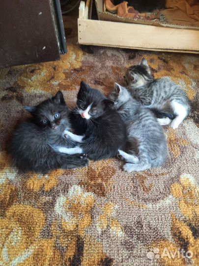 Котята в добрые руки