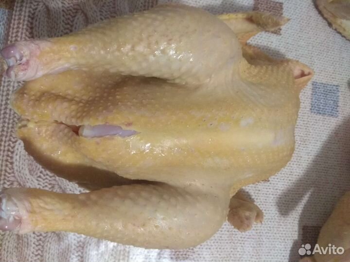 Домашние куры бройлеры