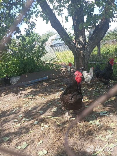 Петухи-красавцы