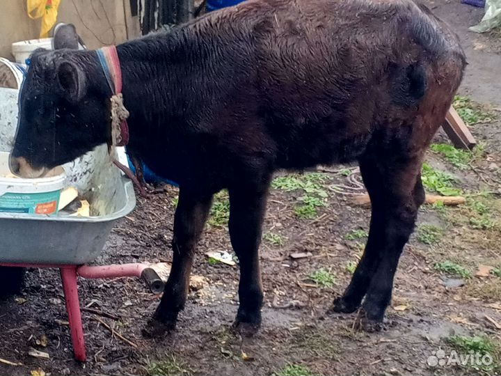 Телята телка