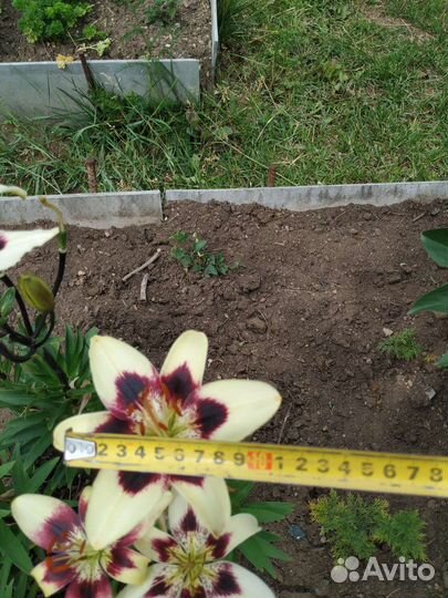 Многолетники для дачи