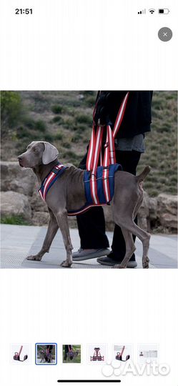 Шлейка для собаки инвалида, поддержка