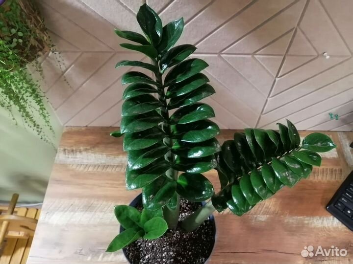 Замиокулькас зензи