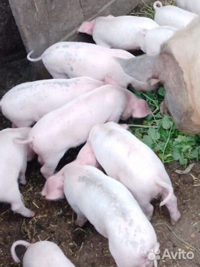 Поросята