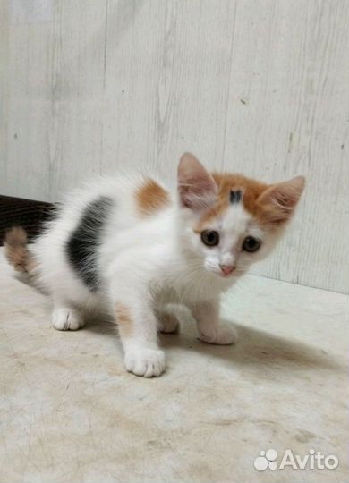 Кошки в добрые руки