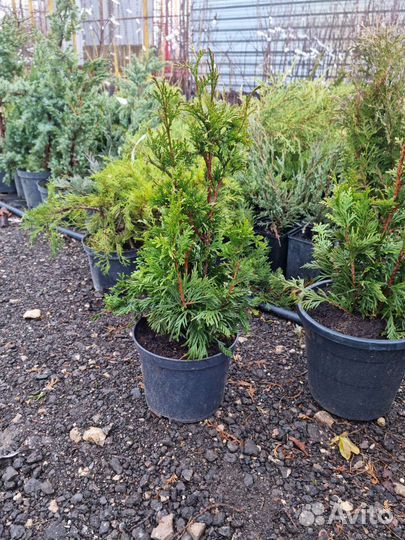 Туя спиралис