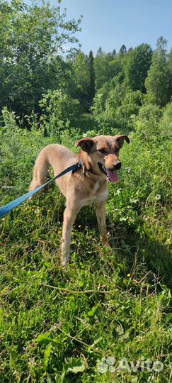 Собака 1 год