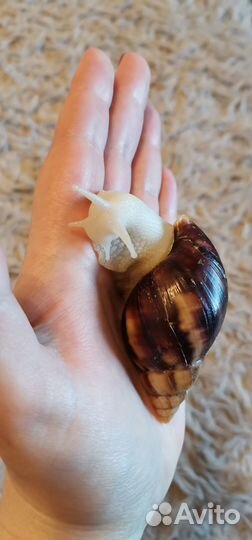 Улитки ахатины