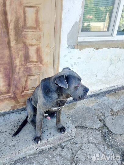 Собака в добрые руки отдам бесплатно