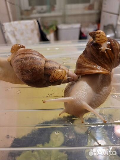 Улитки ахатины