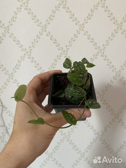 Сортовые монстеры