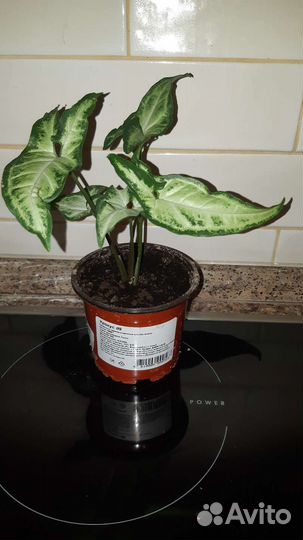 Сингониум остролистный