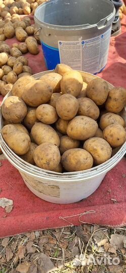 Картофель едовой