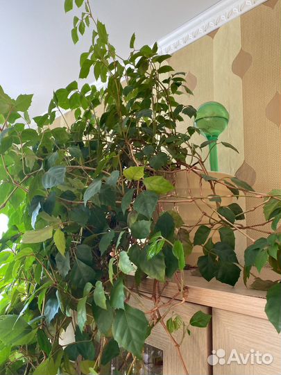 Комнатные растения цветы большие