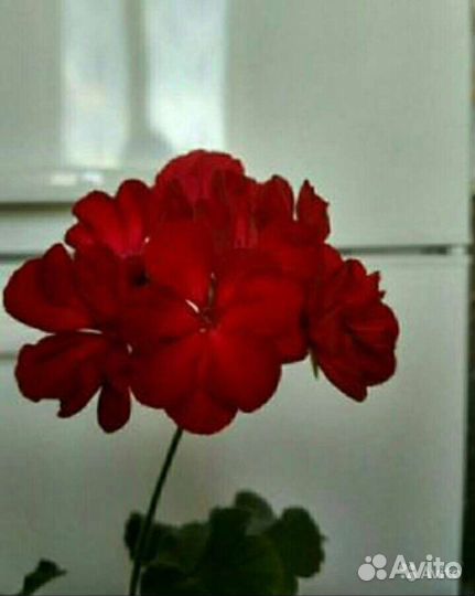 Пеларгония