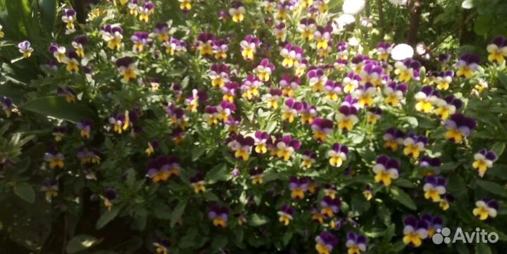 Цветы ирис бордюрный