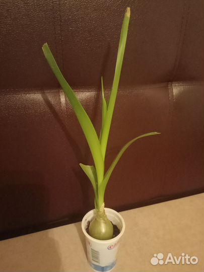 Индийский лук